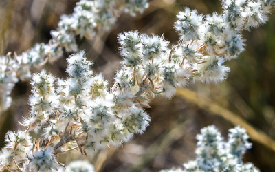 Flowering bush in Agate Fossil Beds National Monument