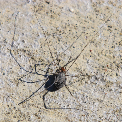 Spider in Agate Fossil Beds National Monument