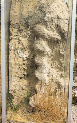 Palaeocastor Devil’s Corkscrew den along the Daemonelix Trail in Agate Fossil Beds National Monument