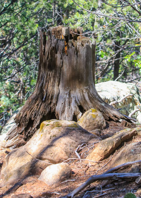 Tree stump along Glorieta Civil War Battlefield Trail in Pecos National Historical Park