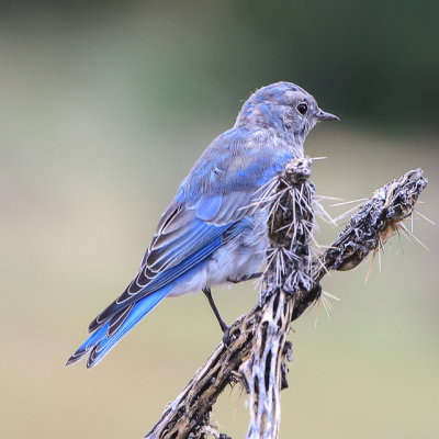 Blue bird at the Pecos pueblo ruins in Pecos National Historical Park