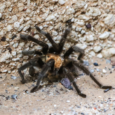 A Tarantula along the Slot Canyon Trail in Kasha-Katuwe Tent Rocks National Monument