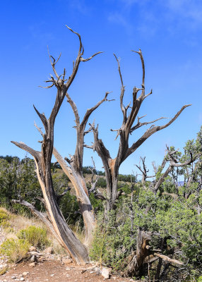 A dead tree along the Slot Canyon Trail in Kasha-Katuwe Tent Rocks National Monument