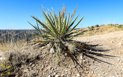 A Yucca plant on a ridge along the Slot Canyon Trail in Kasha-Katuwe Tent Rocks National Monument