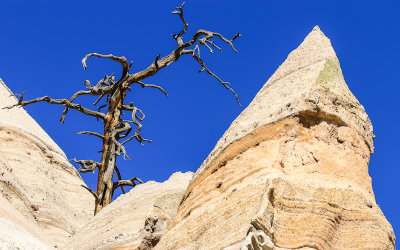 A tree skeleton along the Slot Canyon Trail in Kasha-Katuwe Tent Rocks National Monument