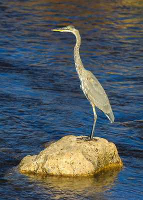 A Great Blue Heron on a rock in the Gila River in Gila Cliff Dwellings National Monument