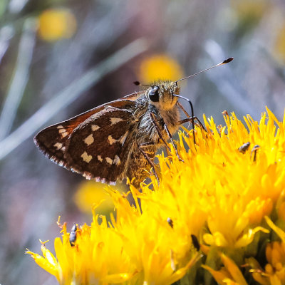 Moth on a flower in Gila Cliff Dwellings National Monument