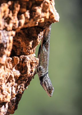 Lizard along the Ed Riggs Trail in Chiricahua National Monument