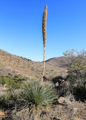 Blooming yucca plant in Fort Bowie National Historic Site
