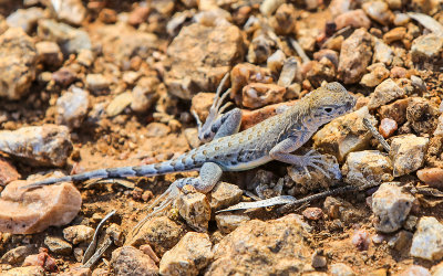 Lizard in Fort Bowie National Historic Site