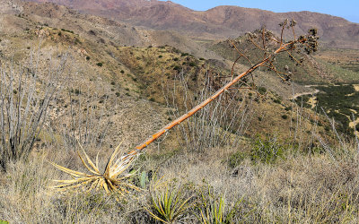 Century plant bloom stalk collapsing in Fort Bowie National Historic Site