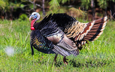 Turkey spreading its feathers in an Oregon field