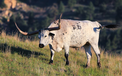 A Longhorn steer near Devils Tower National Monument