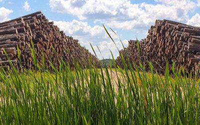 Logs stacked as a logging facility in International Falls Minnesota