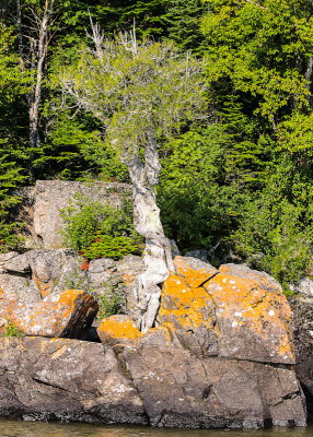 500 year old tree along the banks of Grand Portage Bay Minnesota