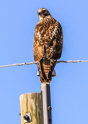 Hawk on a utility pole along Nebraska Highway 29 on the way to Agate Fossil Beds National Monument