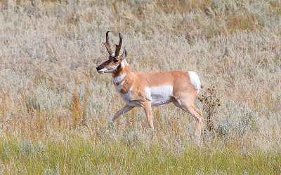 Pronghorn Antelope along Nebraska Highway 29 on the way to Agate Fossil Beds National Monument