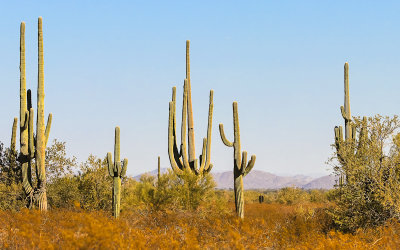 Saguaro cacti in Sonoran Desert National Monument