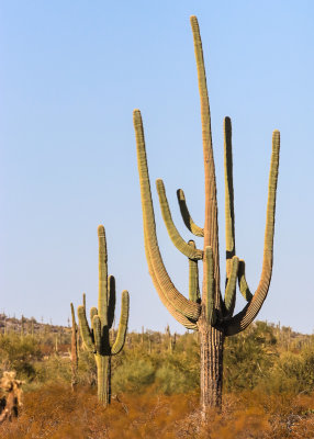 Saguaro cactus in Sonoran Desert National Monument