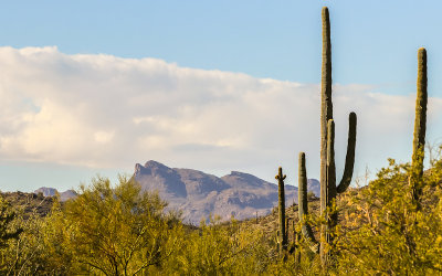 Saguaro cacti with the Sand Tank Mountains in the distance in Sonoran Desert National Monument