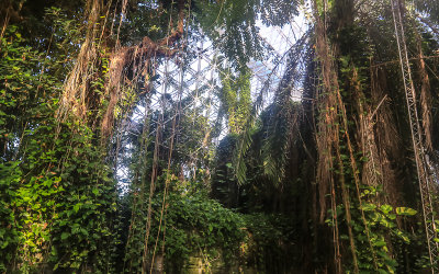 Inside the Rainforest building at Biosphere2