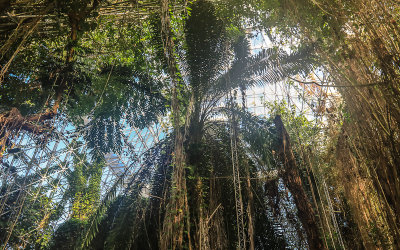 Thick foliage inside the Rainforest building at Biosphere2