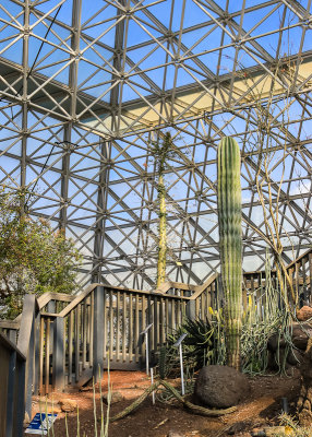 Cactus and plants in the Desert building at Biosphere2