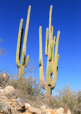 Saguaro cactus in Catalina State Park