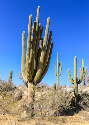 A large Saguaro with many arms in Catalina State Park