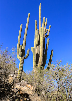 Saguaros in Catalina State Park