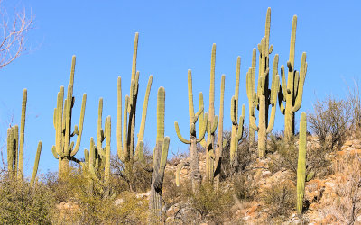 A grove of Saguaro cactus in Catalina State Park