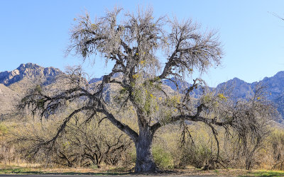A large tree with the Catalina Mountains in the background in Catalina State Park