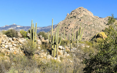 Saguaro cactus and the Catalina Mountains in Catalina State Park