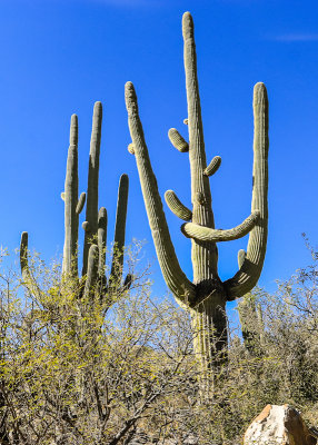 Saguaro Cactus in Catalina State Park