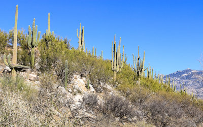 Saguaro cactus grove on a hillside in Catalina State Park