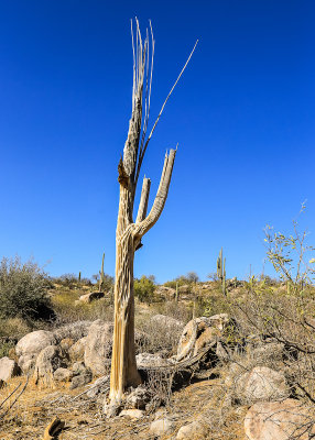 The skeleton of a Saguaro cactus in Catalina State Park
