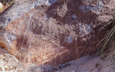 Petroglyphs in Catalina State Park