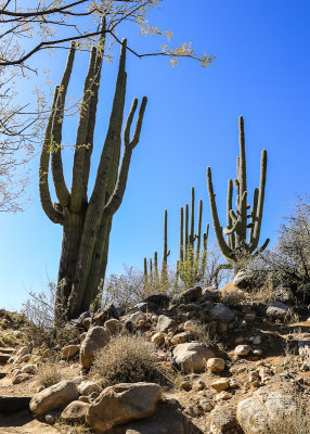 Large Saguaro cactus grouping in Catalina State Park