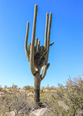 A Crested Saguaro cactus in Catalina State Park