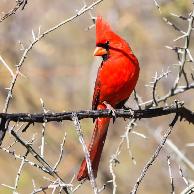 A Cardinal in Catalina State Park