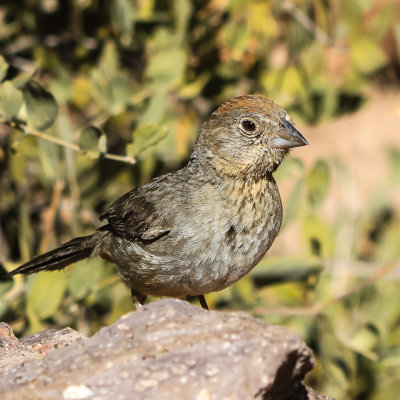 Bird along the Siphon Draw Trail in Tonto National Forest