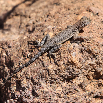Lizard on a rock along the Siphon Draw Trail in Tonto National Forest