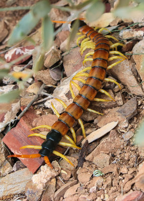 A large centipede in Tonto National Monument