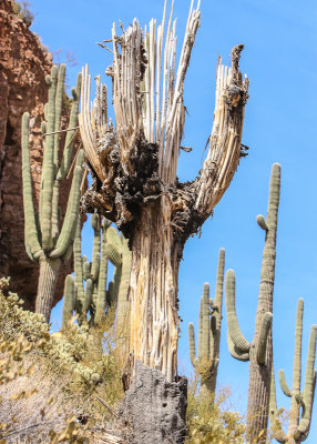 A Saguaro skeleton in Tonto National Monument
