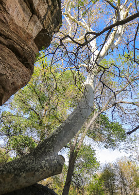 Sycamore tree (one of the largest in Arizona) at Montezuma Well in Montezuma Castle National Monument