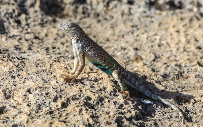 Lizard holding its ground in Montezuma Castle National Monument