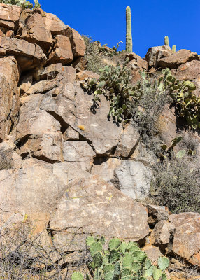 Petroglyphs along the Badger Springs Trail in Agua Fria National Monument