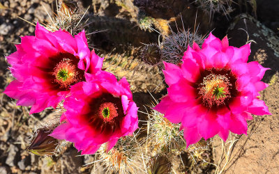 Hedgehog cactus flowers along the Bloody Basin Road in Agua Fria National Monument