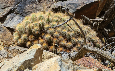 Large grouping of hedgehog cactus in Agua Fria National Monument