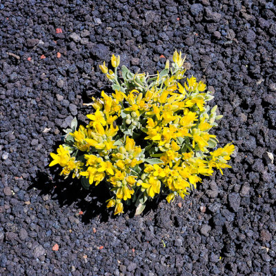 Flowers grow from cinders in Sunset Crater Volcano National Monument